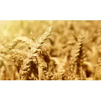 Насіння пшениці озимої Артія