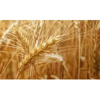 Пшениця озима Артеміда
